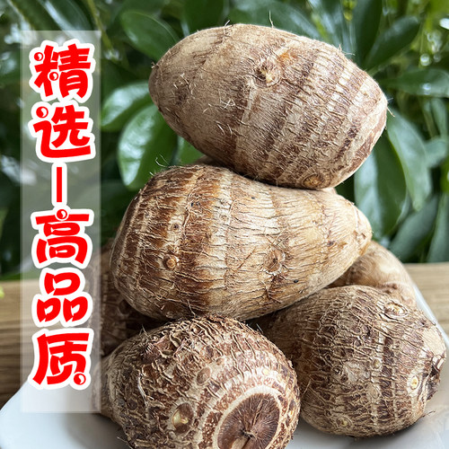 当季现挖新鲜正宗山东牛奶小芋头