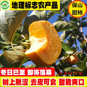 保山甜柿云南脆柿子新鲜冰糖心脆柿子苹果脆柿硬柿子3-9斤礼盒装