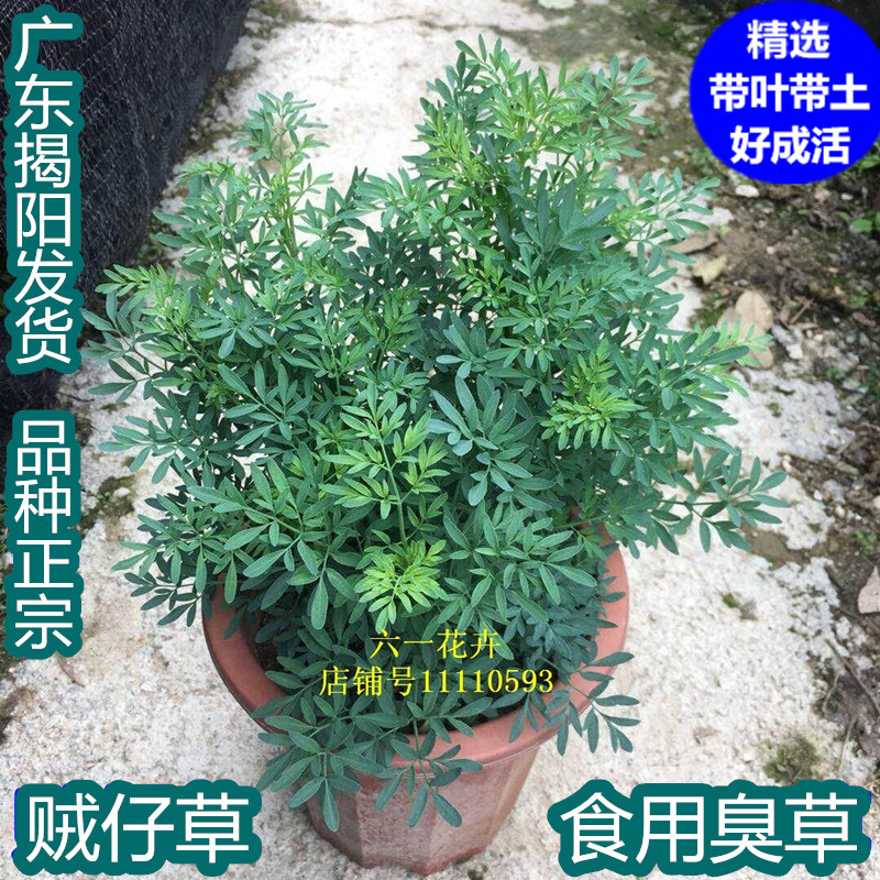 贼仔草 中药材芸香草 香艾盆栽 臭草 散瘀止血 扒龟草 香茅筋骨草