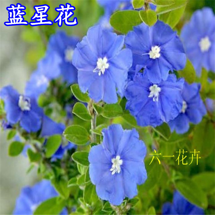 蓝星花垂吊植物耐热易养四季开花