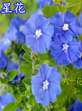 蓝星花苗盆栽带花苞室内外绿植庭院阳台耐晒耐热植物可垂吊蓝色花