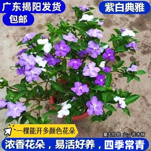 双色花苗 包邮 鸳鸯茉莉花 芳香花卉 阳台室内外盆栽 双色茉莉盆栽