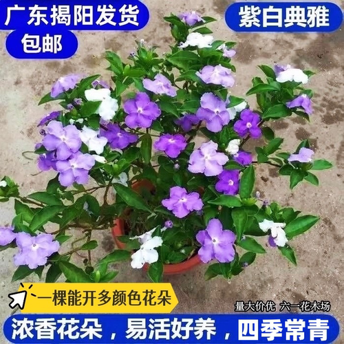 紫白双色茉莉花开花浓香鸳鸯茉莉