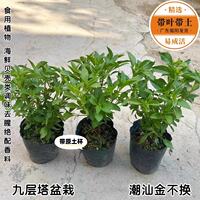 Edible basil potted plants, golden lotus seedlings, basil potted plants, Perilla plants, seasonings, spices, herbs, indoor and outdoor green plants thumbnail 6