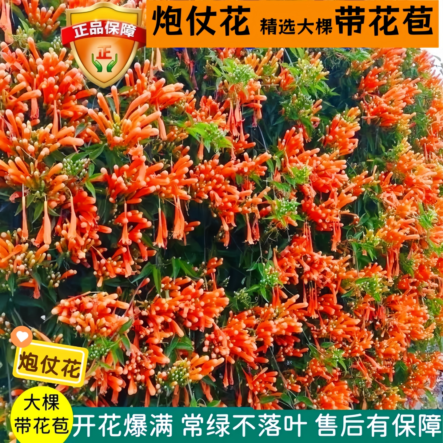 炮仗花苗 爬藤植物 鞭炮花 四季可种阳台庭院垂吊攀援花卉 藤本花 - 实物图