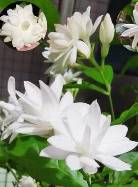 重瓣笔尖盆栽浓香茉莉花苗花期长