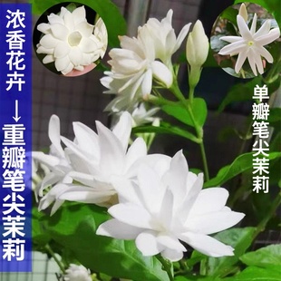 重瓣笔尖茉莉花苗 浓香茉莉盆栽 当年开花不断室内外庭院木本花卉