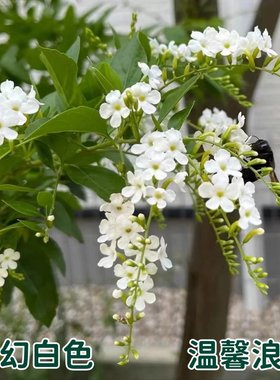 白色蕾丝金露花当年开花好养易活