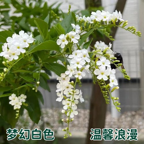 白色蕾丝金露花当年开花好养易活