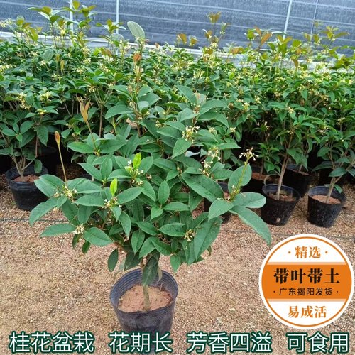 桂花花苗室内外四季开花盆栽花卉