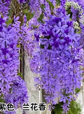 大叶蓝花藤盆栽 紫霞藤 许愿藤 庭院阳台好养耐热爬藤植物兰花藤