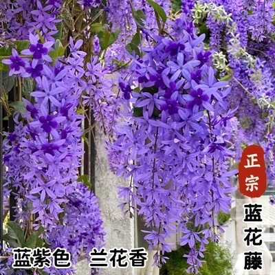 大叶蓝花藤耐热庭院阳台爬藤植物