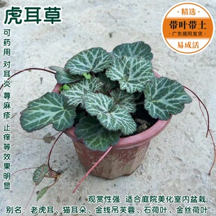虎耳草盆栽中草药植物别墅花园花苗花镜植物金线吊芙蓉金丝荷叶苗