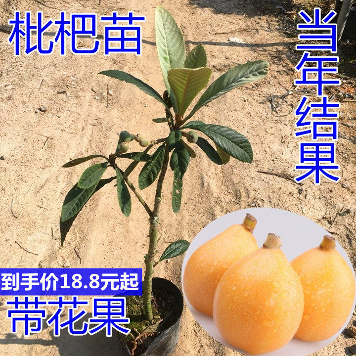 当年结果枇杷果苗常青正宗嫁接苗图片