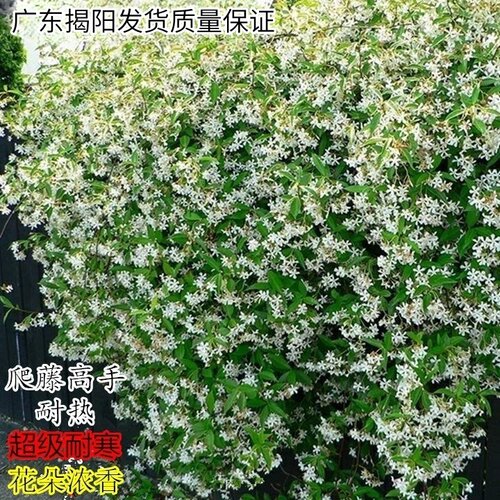四季常青风车茉莉花斯长爬藤植物
