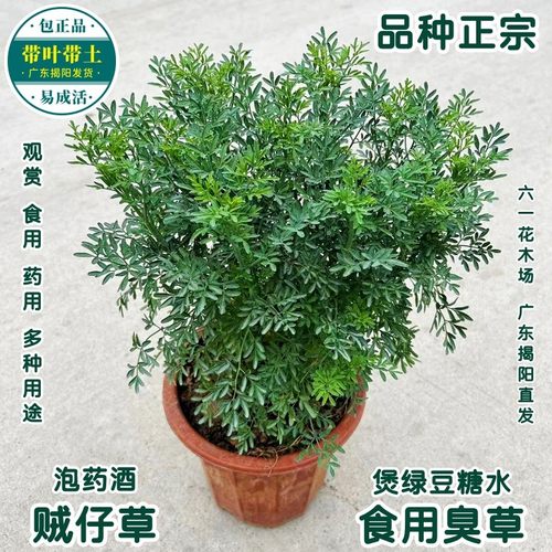 食用臭草煲绿豆糖水贼仔草芸香草