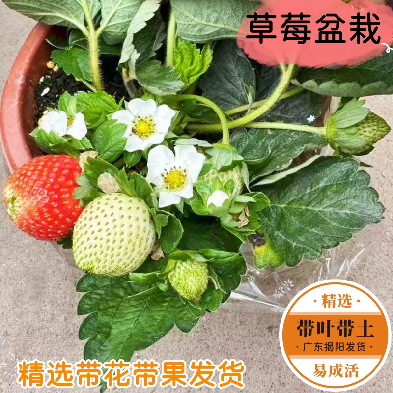 草莓苗盆栽带花带果当年结果四季