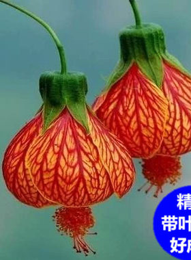 金铃花盆栽纹瓣悬铃花四季开花