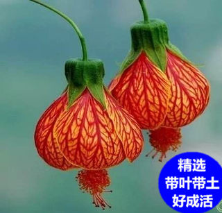 金铃花盆栽纹瓣悬铃花木本灯笼花四季花卉室内外盆栽植物耐阴常青