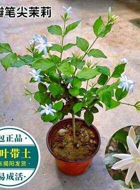 笔尖茉莉盆栽开花浓香花期长好养