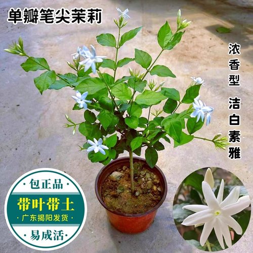 笔尖茉莉盆栽开花浓香花期长好养