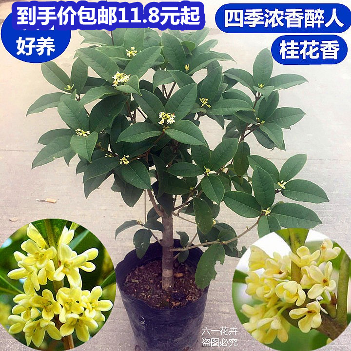 四季桂花苗 当年开花桂花盆栽 浓香绿植花卉阳台庭院室内外树苗 鲜花速递/花卉仿真/绿植园艺 时令草本花卉 原图主图