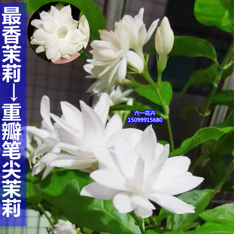 重瓣笔尖茉莉花苗 开花浓香盆栽 当年开花不断室内外庭院木本花卉 鲜花速递/花卉仿真/绿植园艺 时令草本花卉 原图主图