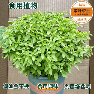 食用九层塔盆栽金不换苗罗勒盆栽紫苏植物调味香料香草室内外绿植