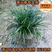 潮汕春草盆栽春草苗台湾兰喜庆花草头香苗麦冬苗长命草抹仔草 包邮