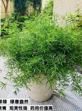 天门冬盆栽狐尾天门冬大苗武竹苗庭院别墅花园室内外绿植四季常青