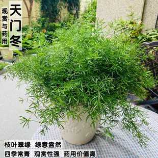 天门冬盆栽狐尾天门冬大苗武竹苗庭院别墅花园室内外绿植四季常青