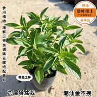 Edible basil potted plants, golden lotus seedlings, basil potted plants, Perilla plants, seasonings, spices, herbs, indoor and outdoor green plants thumbnail 4
