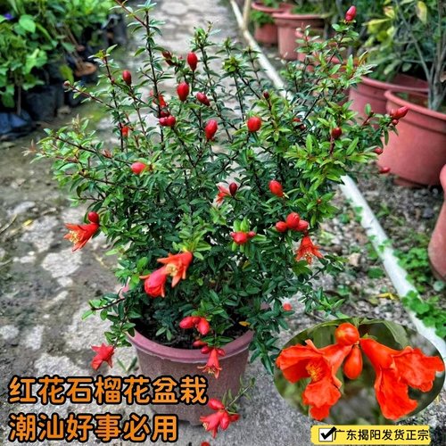 石榴花苗潮汕红花喜庆好养活植物