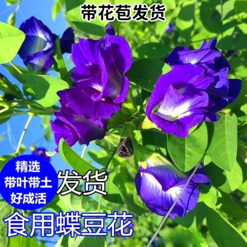 带花食用蝶豆花盆栽蓝蝴蝶花好养