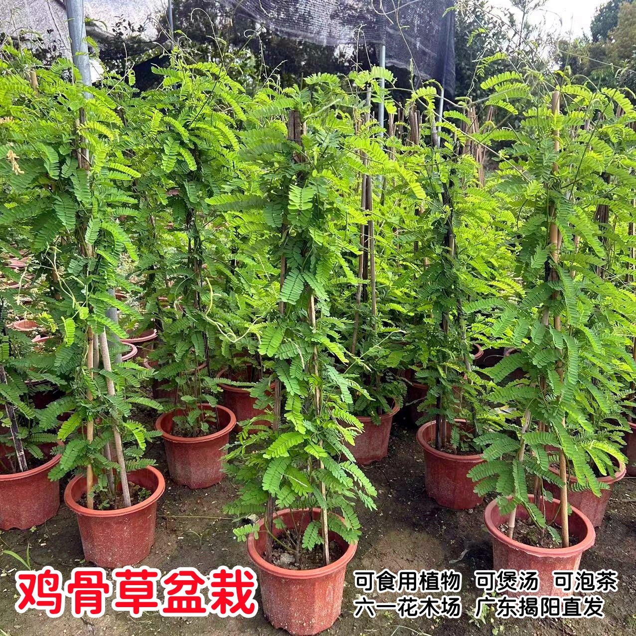 鸡骨草苗 大黄草苗 鸡骨草盆栽 广东相思子食用草药盆栽 好养植物