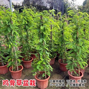鸡骨草苗 大黄草苗 鸡骨草盆栽 广东相思子食用草药盆栽 好养植物