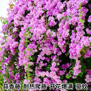 蒜香藤花苗 紫铃藤花 耐晒爬藤植物四季庭院阳台垂吊攀爬围墙植物