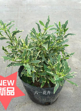 斑叶金边栀子花盆栽四季开花浓香