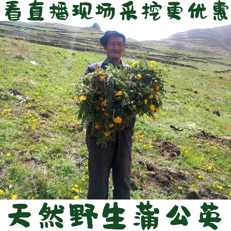 野生婆婆丁新鲜蒲公英根