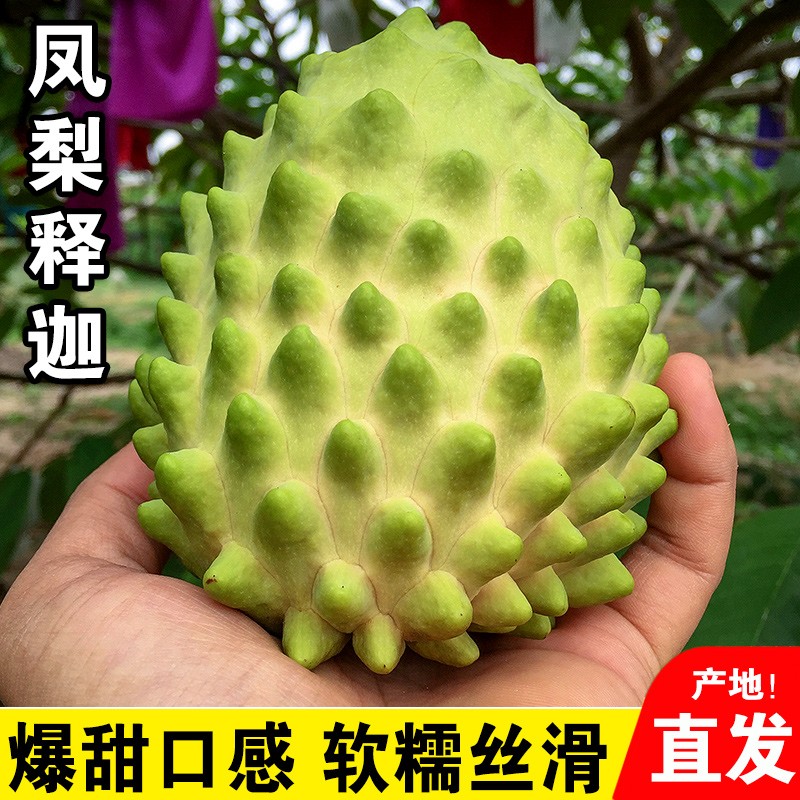 寻乡农品牛奶释迦果新鲜现摘水果
