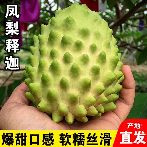 寻乡农品牛奶释迦果新鲜现摘水果