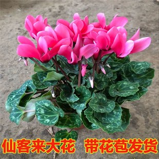 仙客来盆栽带花发货仙鹤来浓香型花卉室内客厅观花四季开花易成活