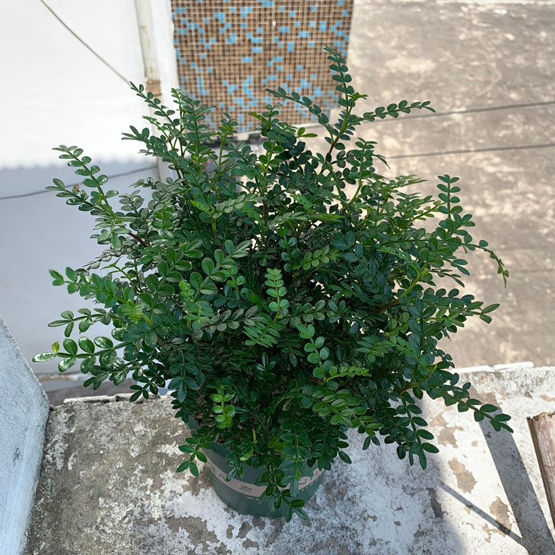 正宗清香胡椒木盆栽提神驱蚊草植物室内花卉绿植净化空气好养盆景