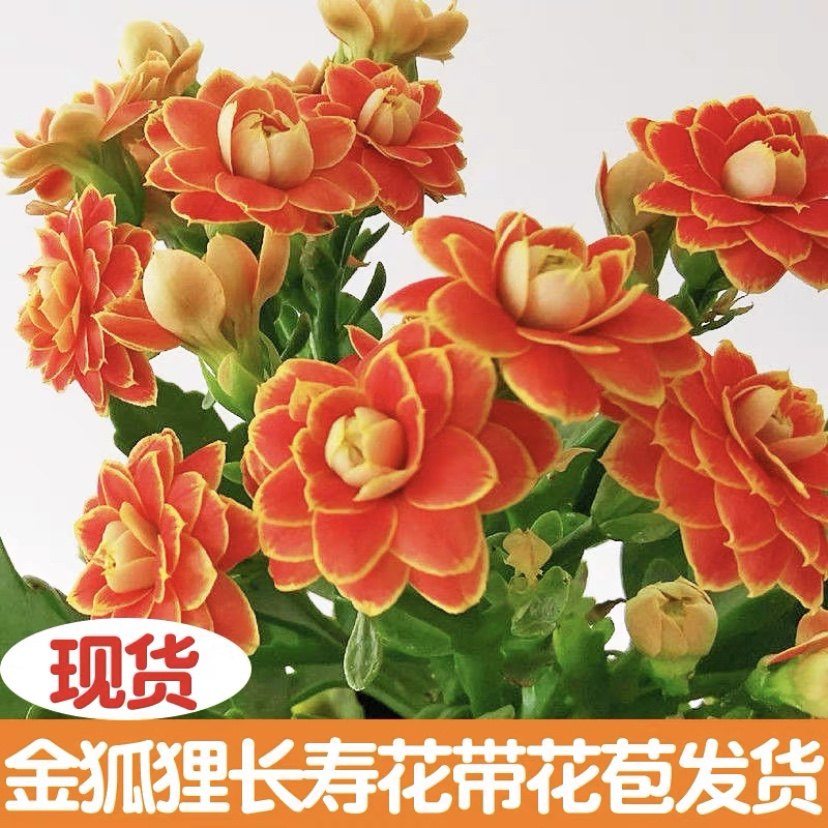 日内瓦长寿花盆栽重瓣巴黎四季开花小苗金狐狸带花苞室内年宵花卉