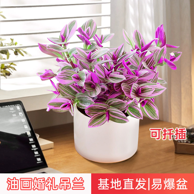 荷兰进口油画婚礼吊兰锦水培花卉紫露兰草盆栽观叶绿植物净化空气