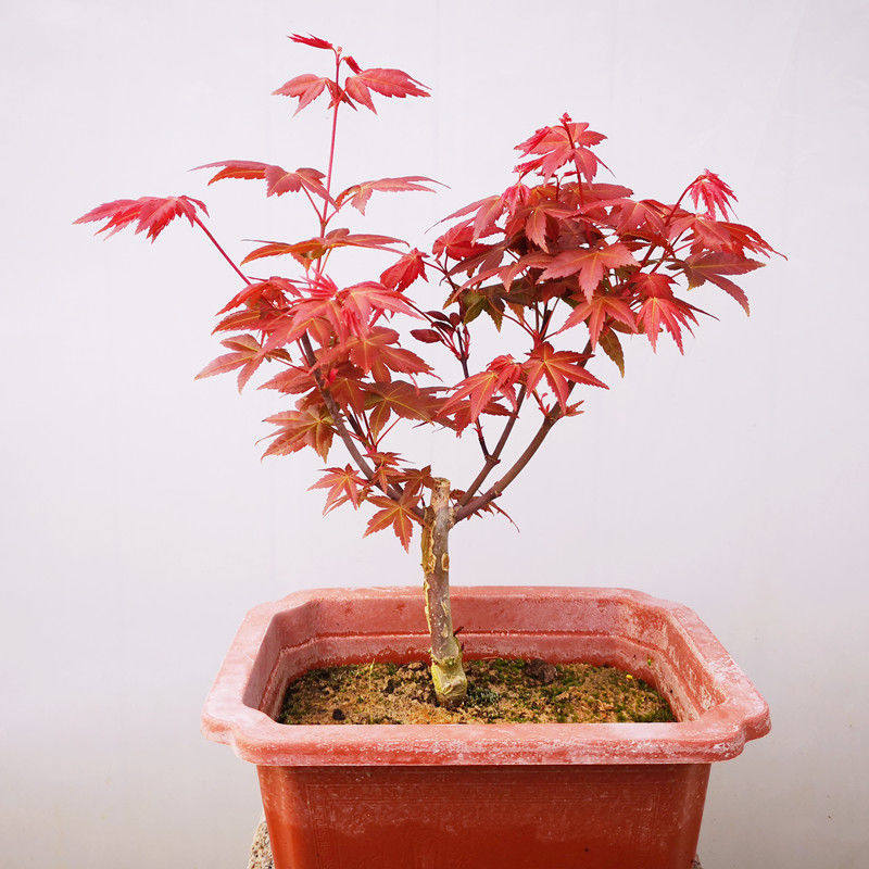 日本红枫树盆栽庭院室内阳台四季好养红叶植物盆景绿植红舞姬树苗
