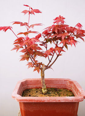 日本红枫树盆栽庭院室内阳台四季好养红叶植物盆景绿植红舞姬树苗
