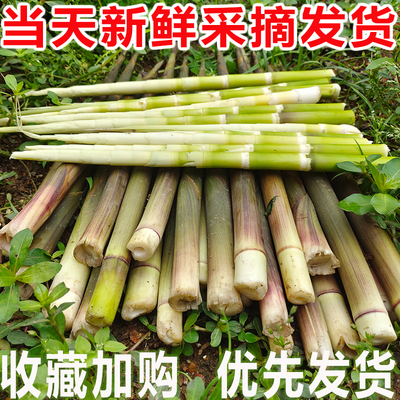 湖南野生竹笋新鲜小竹笋春笋山竹笋现挖非雷笋甜笋当季鲜笋水竹笋