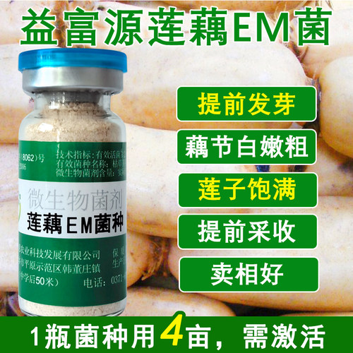 莲藕em菌种少麻点铁锈藕节白嫩粗
