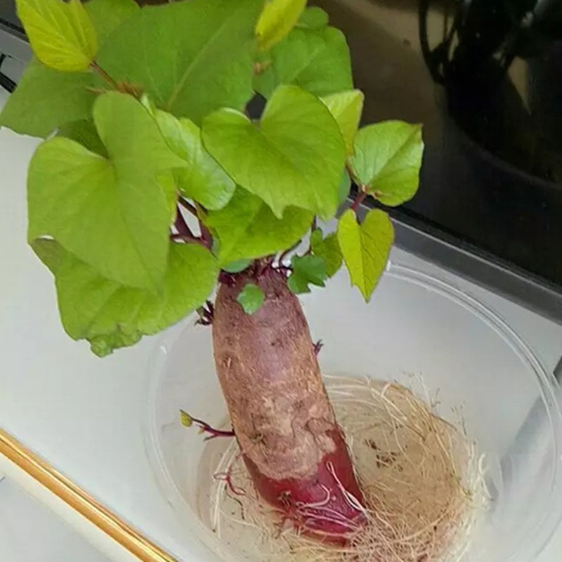 紫薯苗水植红薯紫薯长叶子番薯山东地瓜苗红薯蔬菜阳台盆栽土种植
